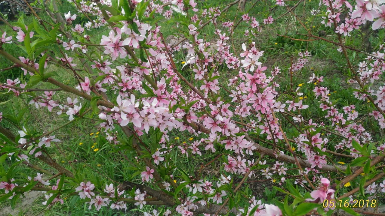 цветение персика