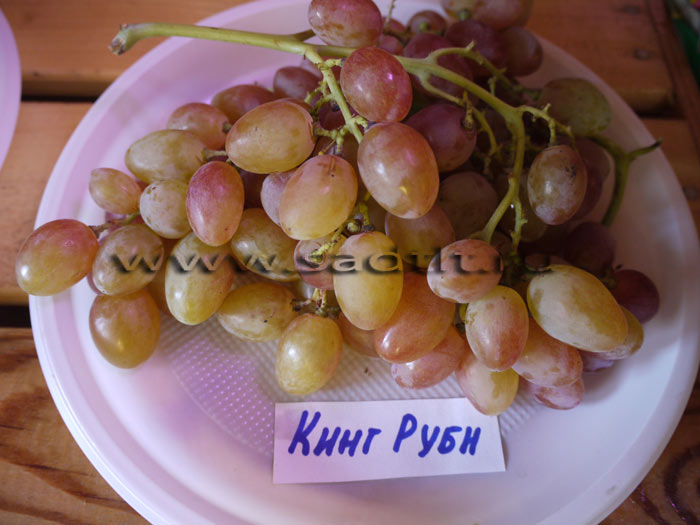 Столовый сорт винограда Кинг Руби