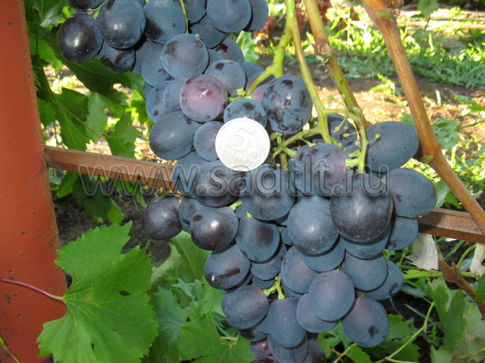 Столовая форма винограда Рошфор