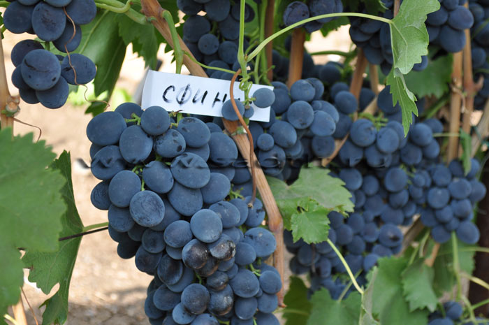 Столовый сорт винограда Сфинкс