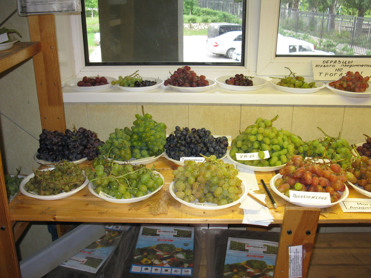 выставка винограда 