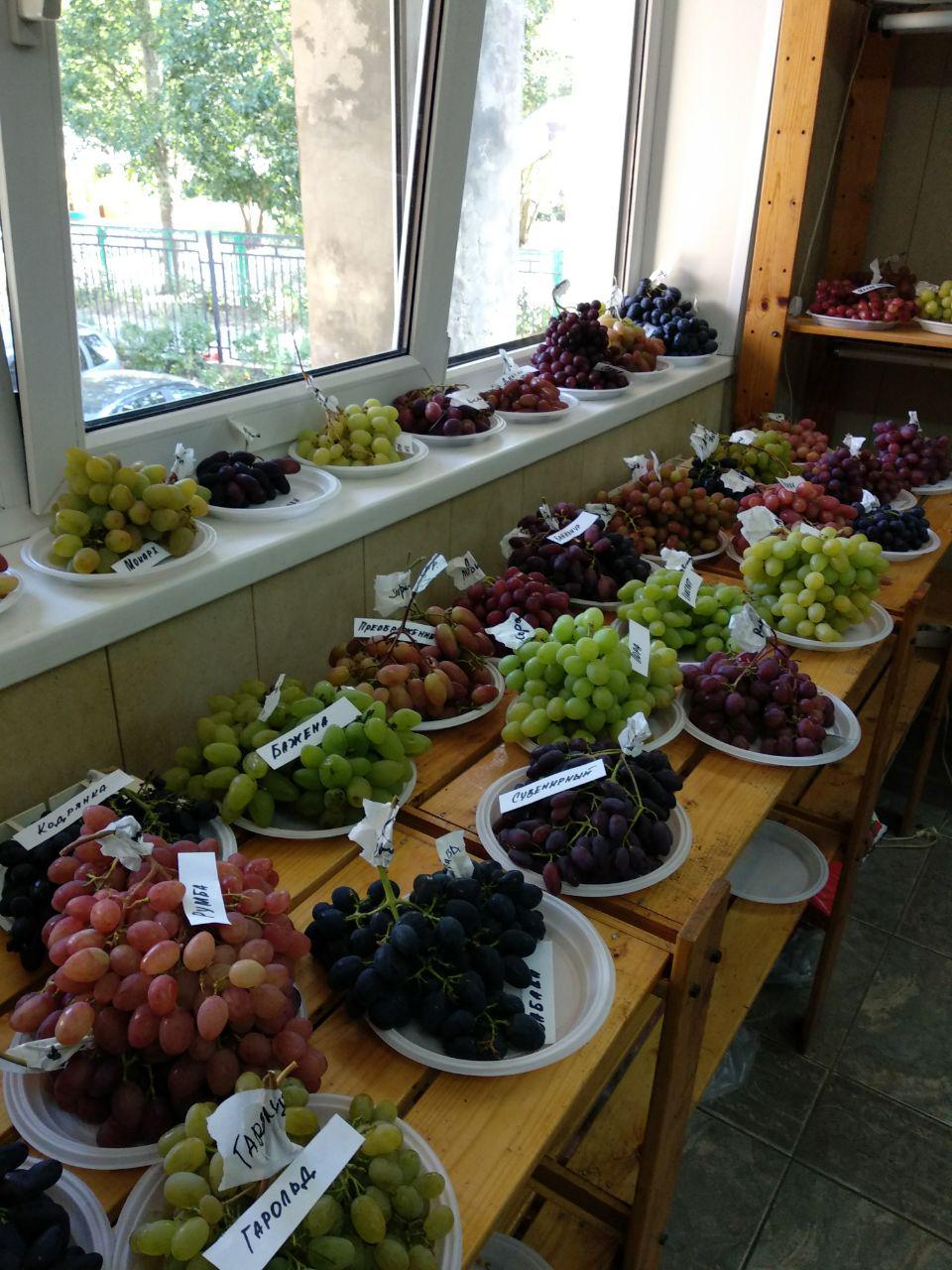 выставка винограда