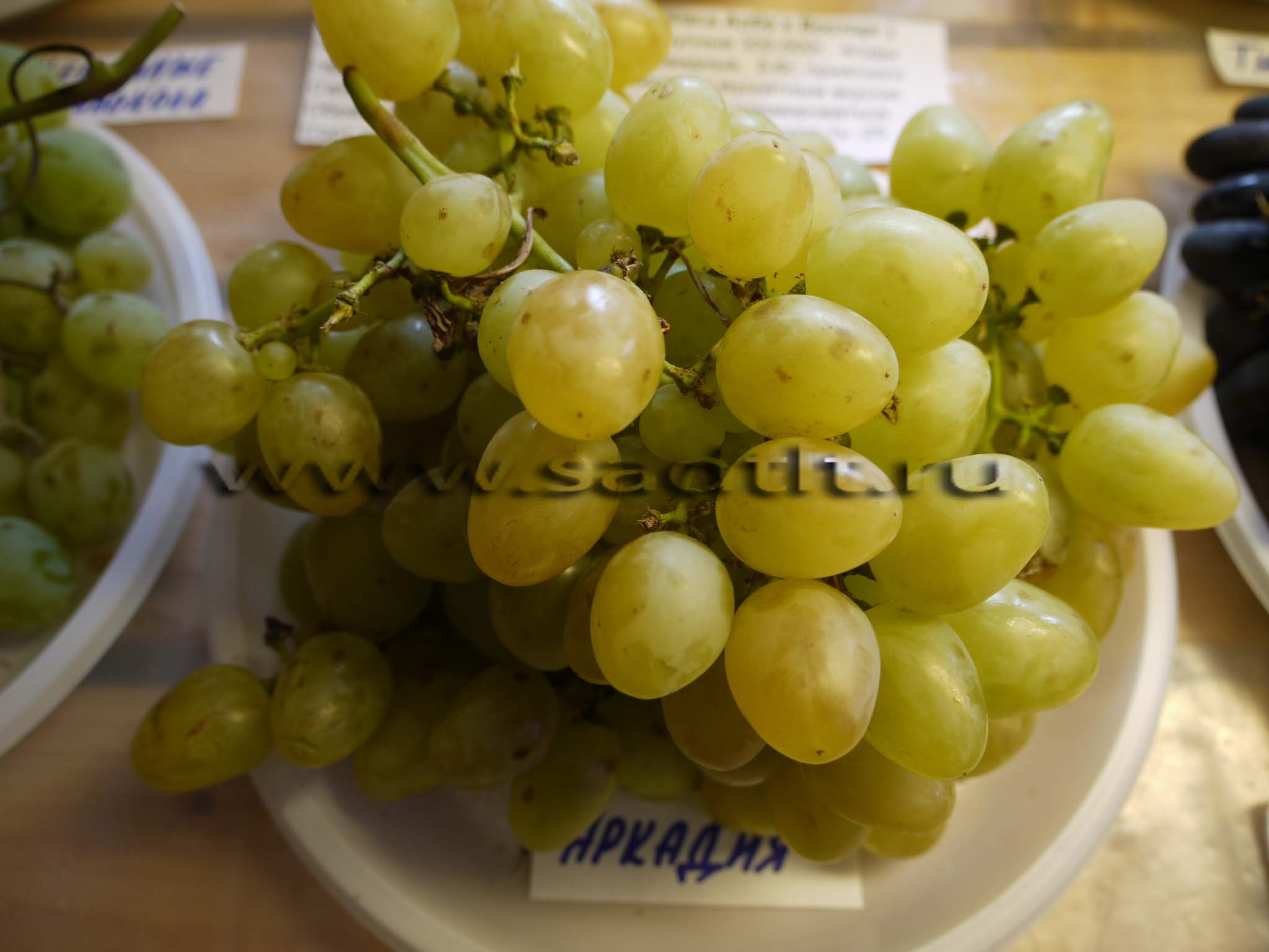 Сорт винограда Аркадия, купить виноград, саженцы винограда, тольятти
