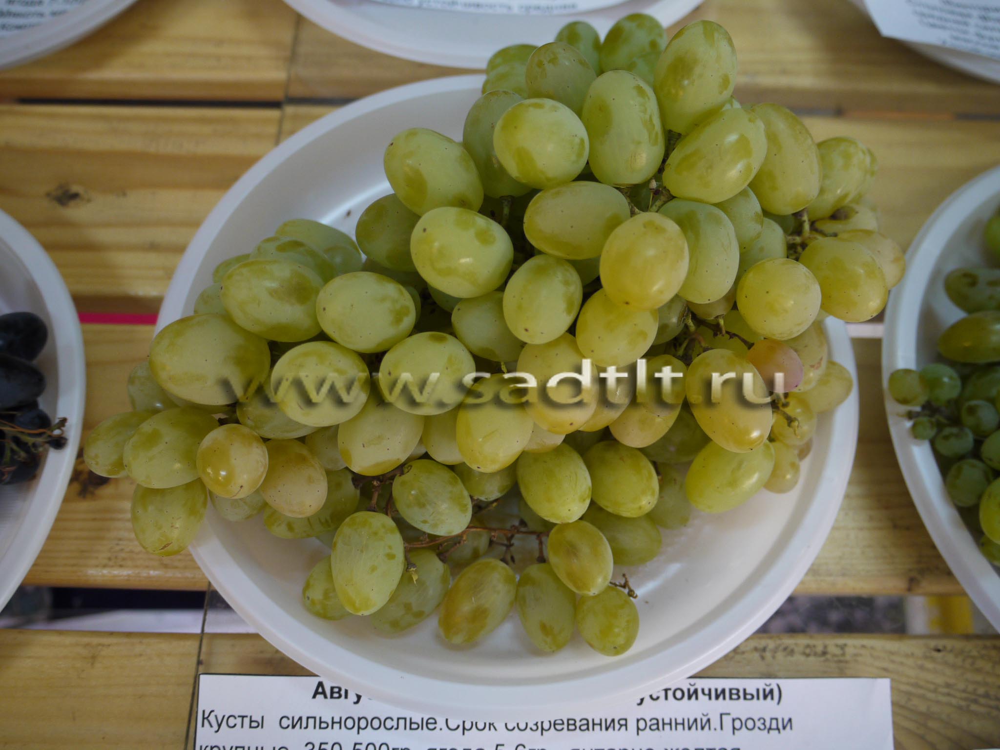 Сорт винограда августин, купить виноград, саженцы винограда, тольятти