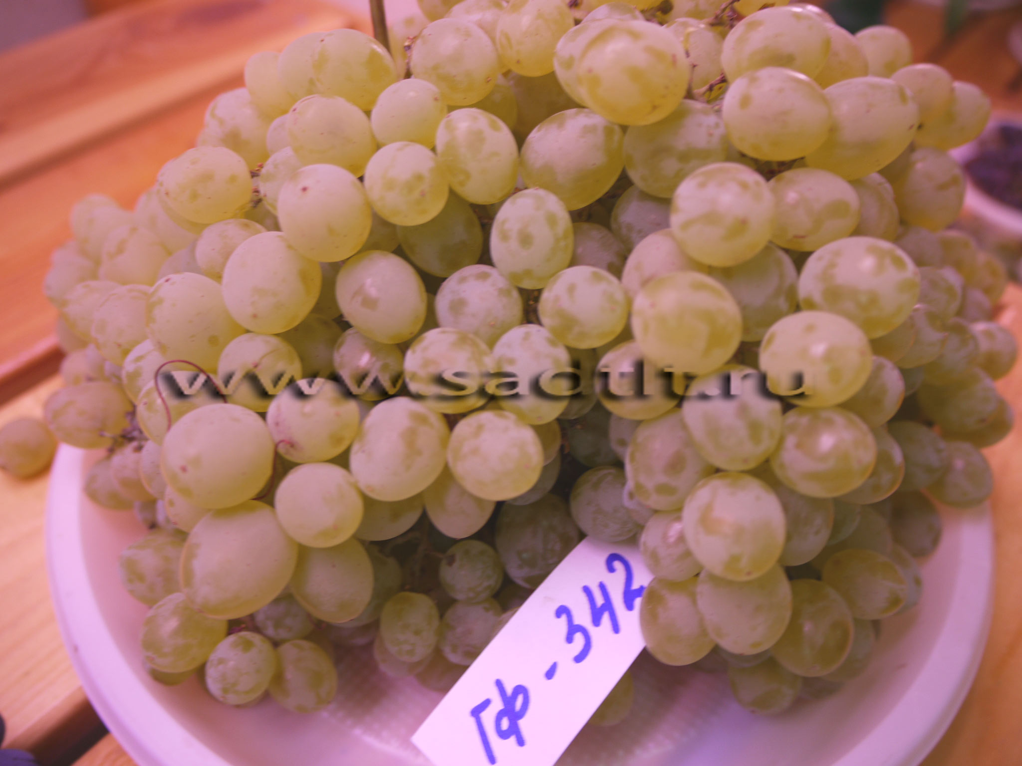 Сорт винограда Гибрид 342, купить виноград, саженцы винограда, тольятти