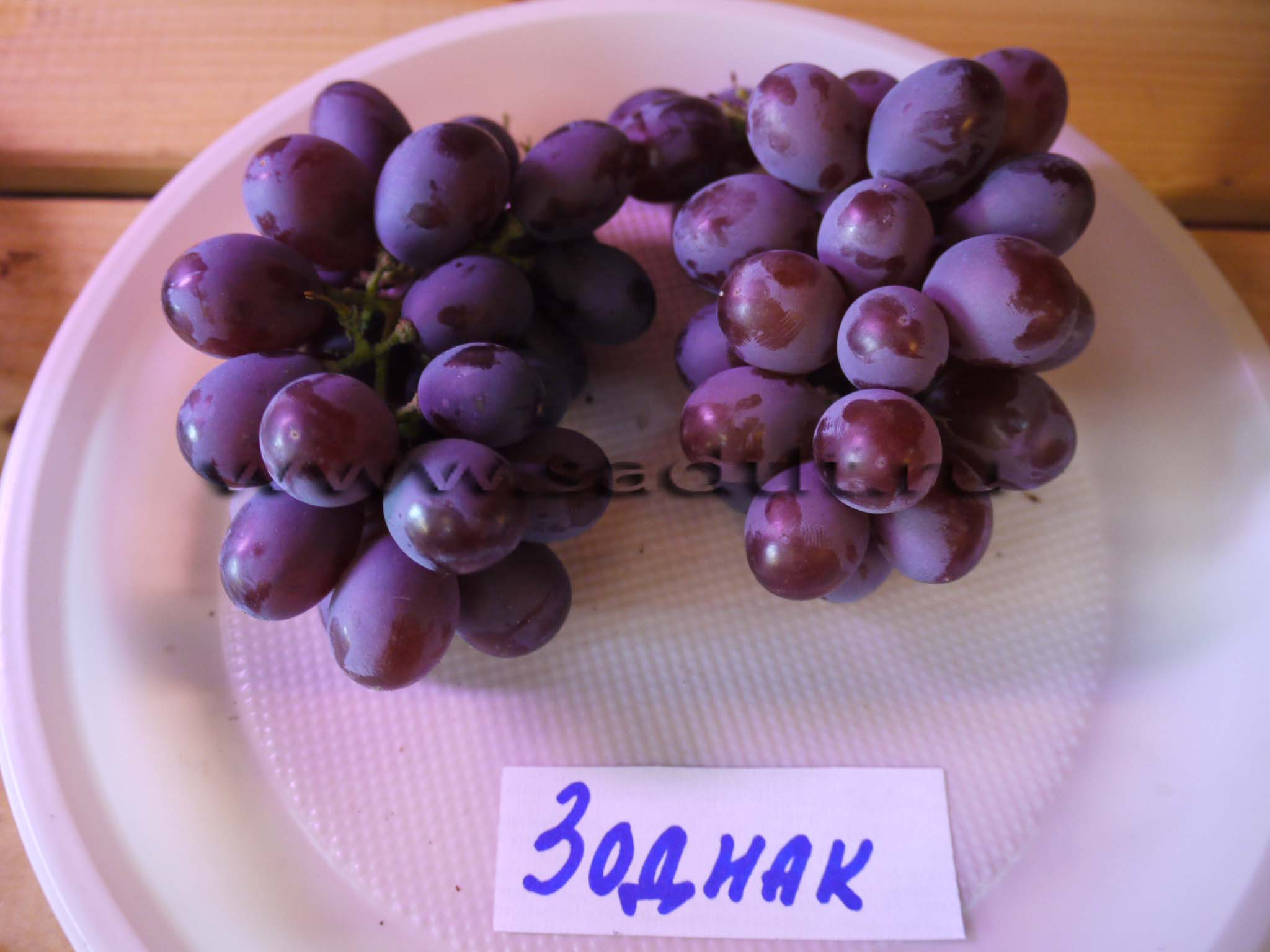 Сорт винограда зодиак, купить виноград, саженцы винограда, тольятти