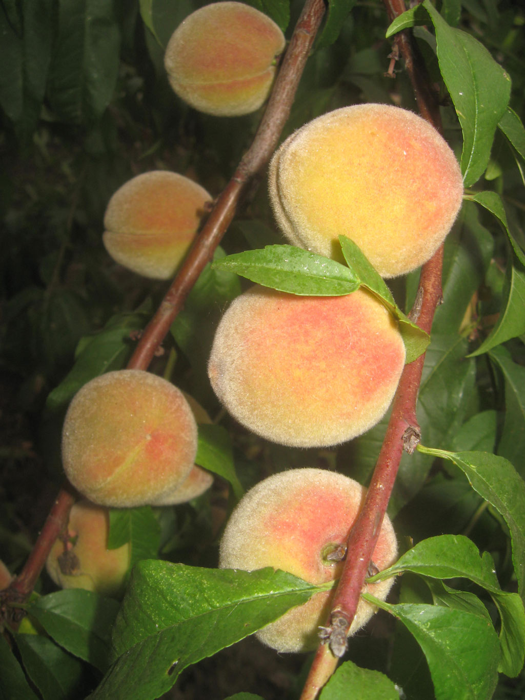 Выращивание персиков в самарской области