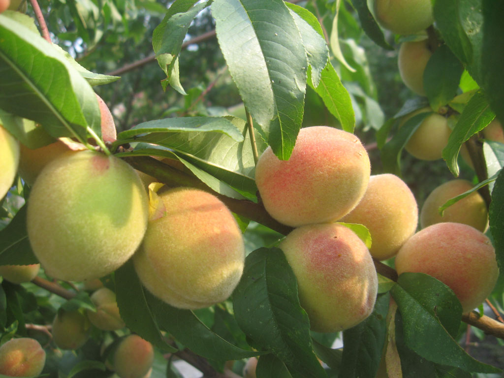 Выращивание персиков в самарской области